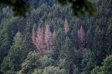 En Europe, 58 % des espèces d’arbres endémiques sont menacées d’extinction